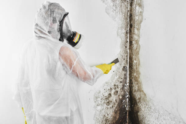 Best Certified Mold Removal  in Greenwood, SC