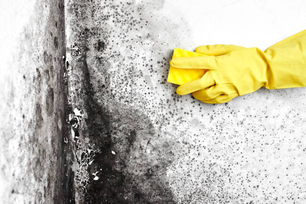 Mold Removal Process in Greenwood, SC