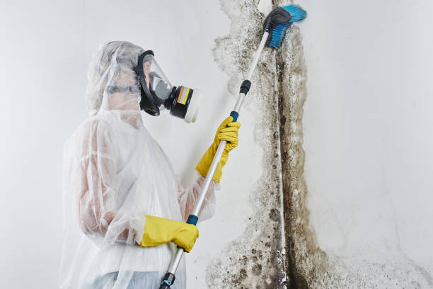 Best Mold Testing  in Greenwood, SC