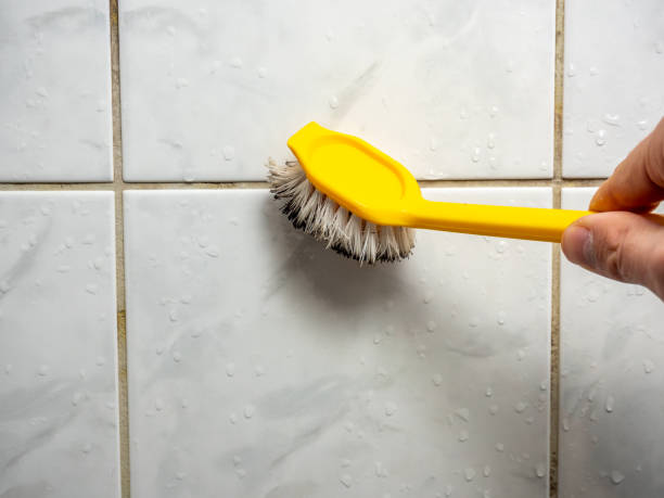 Best Local Mold Removal Service  in Greenwood, SC