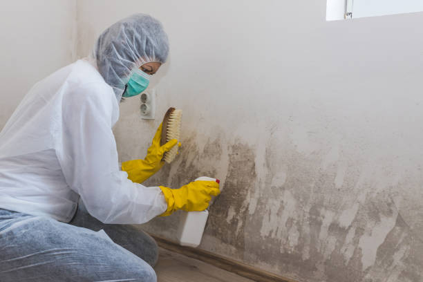 Best Toxic Mold Removal  in Greenwood, SC