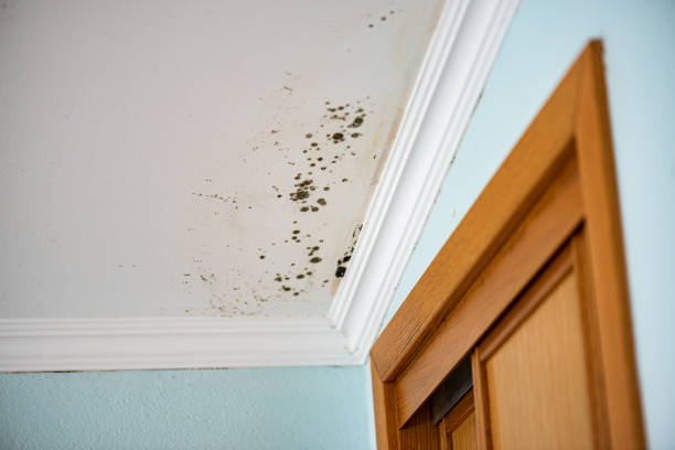 Crawl Space Mold Removal in Greenwood, SC