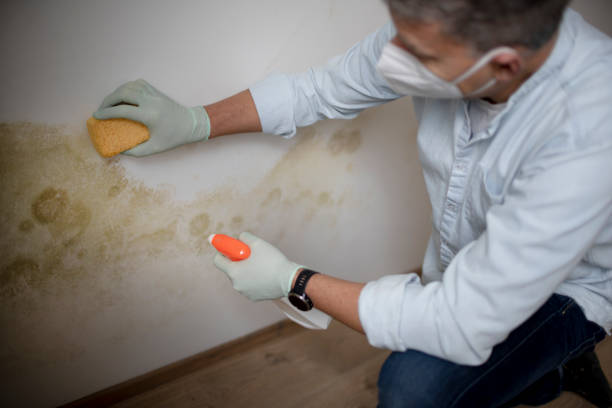 Professional Mold Removal in Greenwood, SC