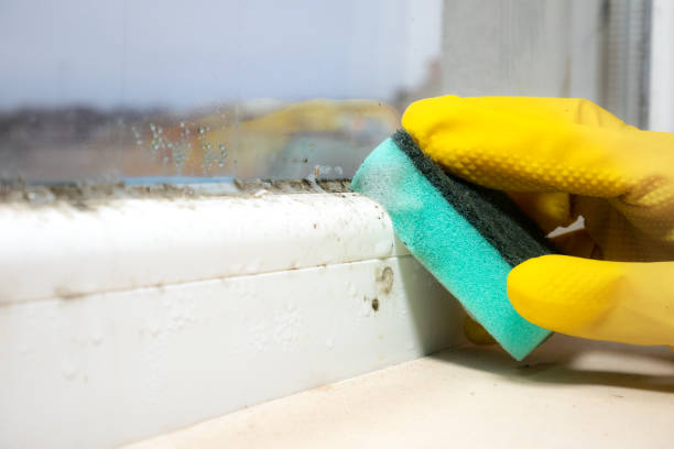 Best Black Mold Removal  in Greenwood, SC
