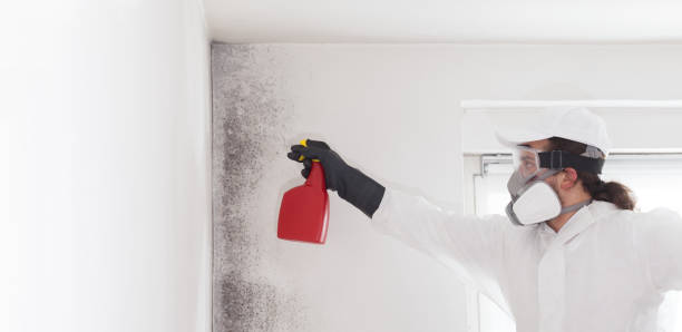Best Certified Mold Removal  in Greenwood, SC