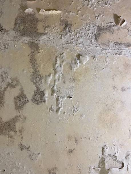 Best Emergency Mold Removal  in Greenwood, SC