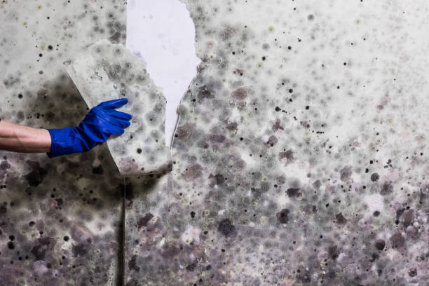 Best Office Mold Removal Services  in Greenwood, SC