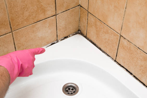 Trusted Greenwood, SC Mold Removal Experts